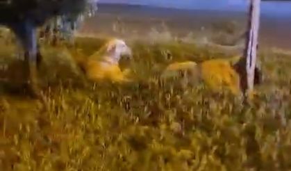 Video Çekerken “Köpekler Saldırmıyor” Dediği Anda Saldırıya Uğradı!
