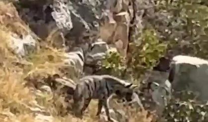 Batman'da nadir görülen çizgili sırtlan kameraya yansıdı