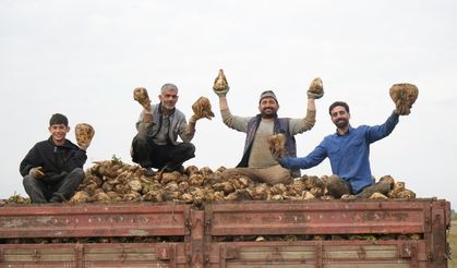 Bin 600 çiftçi tarlada, hedef 300 bin ton! Muş'ta pancar sezonu açıldı