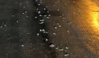 Bingöl'de şaşırtan manzara: Yüzlerce kurbağa aynı anda yola çıktı