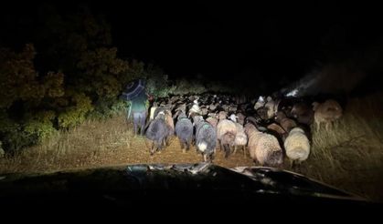 Dağlık alanda mahsur kalan çoban ve 200 küçükbaş hayvan kurtarıldı