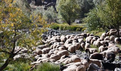 Faraşin Yaylası'ndan İdil'e uzanan 20 günlük göç yolculuğu başladı
