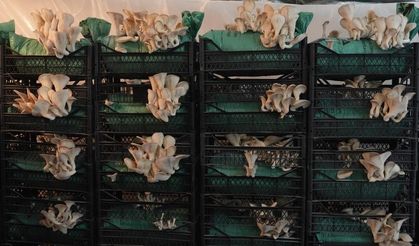 İstiridye mantarının tadını merak ettiler, kendi üretimlerini kurdular