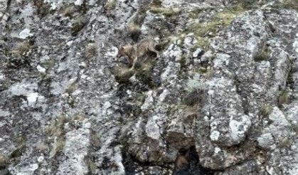 Nefes kesen anlar! Kurtlar yaban keçilerinin peşine düştü