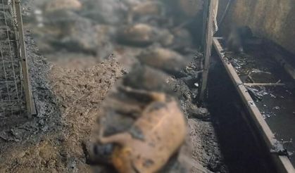 Tunceli'de ahır yangını: 200 küçükbaş hayvan telef oldu