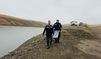 Van'da 37 tesiste üretiliyor: Yıllık 2 bin 500 ton alabalık