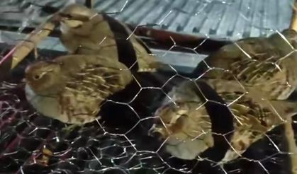 Van'da kafes avcılığı yapan 2 kişiye 211 bin TL ceza