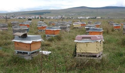 Varroa paraziti arı kolonilerini tehdit ediyor