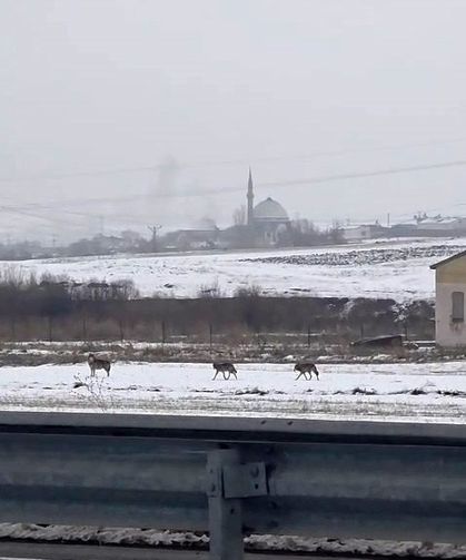 Aç Kalan Kurt Sürüsü Şehir Merkezine İndi