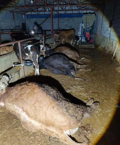 Elektrik Kaçağı Faciası: 8 Büyükbaş Hayvan Telef Oldu