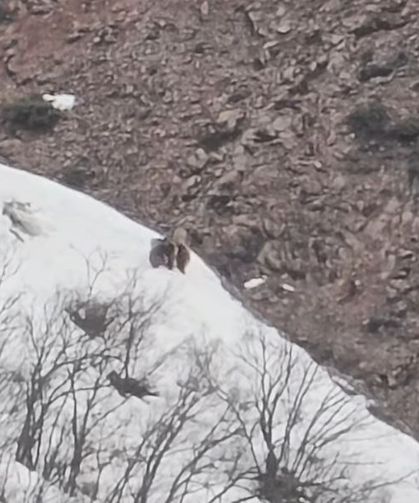 Oyun Oynayan İki Ayı Kamerada