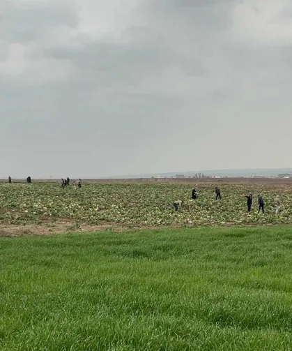 Batman'da ürünlerini satamayan çiftçi, lahanaları ücretsiz dağıttı