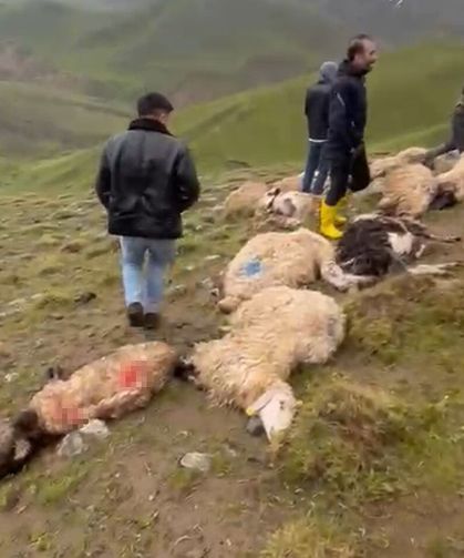 Van’da sürüye yıldırım isabet etti: 30 koyun telef oldu