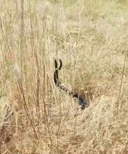 Elazığ'da iki yılanın doğada nadir rastlanan dansı görüntülendi