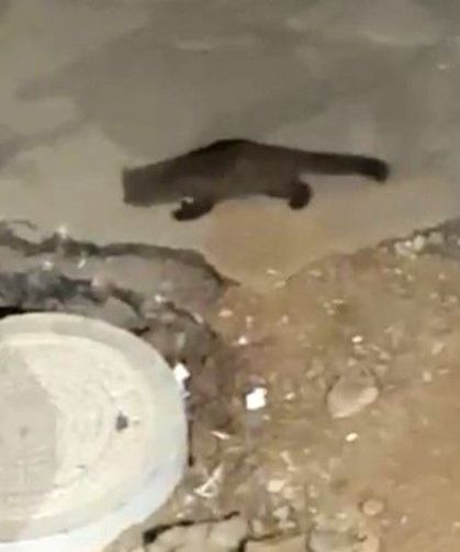 Görenler gözlerine inanamadı: Gece yarısı kameraya yakalandı