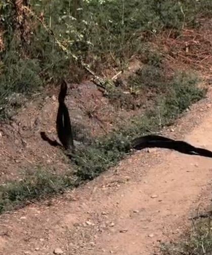 Yılanların Dansı Kameralara Yansıdı