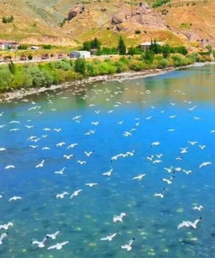 Murat Nehri üzerinde kartpostallık görüntü! Martılar gökyüzünü kapladı