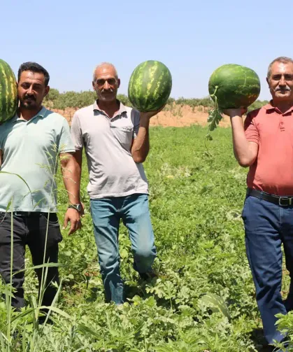 Kar suyunun bereketiyle Yaylak karpuzu: İnce kabuğu ve aromasıyla dikkat çekiyor