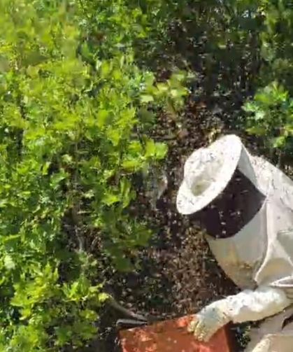 Kovandan firar eden binlerce arı meşe ağacına oğul verdi