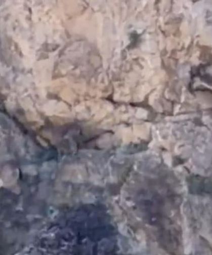 Malatya'da yaban keçileri sürü halinde kameraya yansıdı