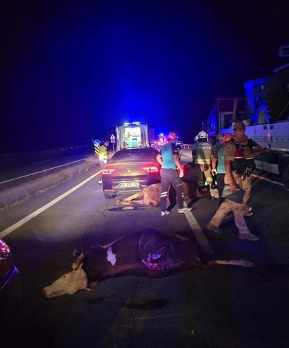 Otomobil ineklere çarptı: 2 yaralı, 2 inek telef oldu