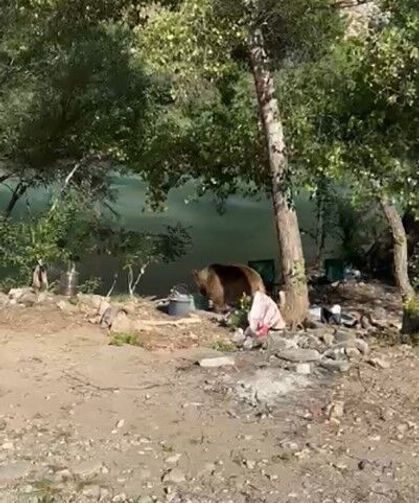 Piknik alanına bozayı indi: O anlar kamerada