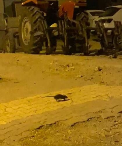 Sıkça görülen lağım fareleri korkutuyor