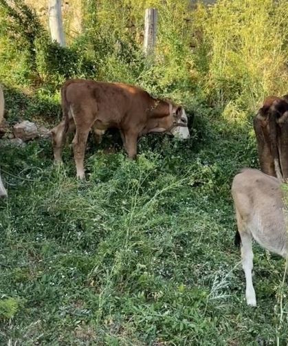 Uçurumdan düşen ineği için gözyaşı döken Ayni teyzeye yardım eli uzatıldı