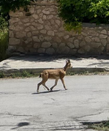 Yolunu şaşıran dağ keçisi ilçe merkezine indi