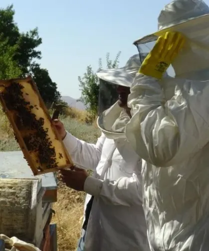 Batman'da organik balda bereket yılı: Hasat için geri sayım