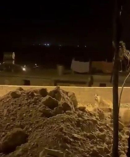 Çizgili sırtlan köye indi, cep telefonu kamerasına yakalandı
