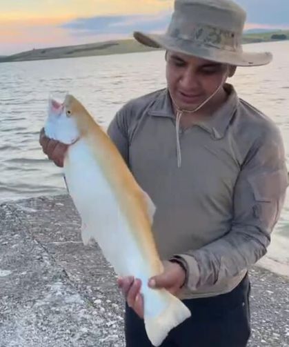 Elazığ'da oltaya nadir görülen sarı alabalık takıldı