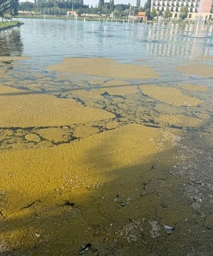 Iğdır Millet Bahçesi'ndeki süs havuzunda kirlilik tepkisi