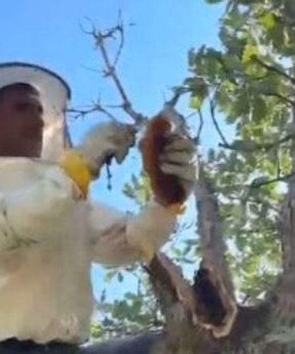 Meşe ağacından 3 kilo doğal bal çıktı