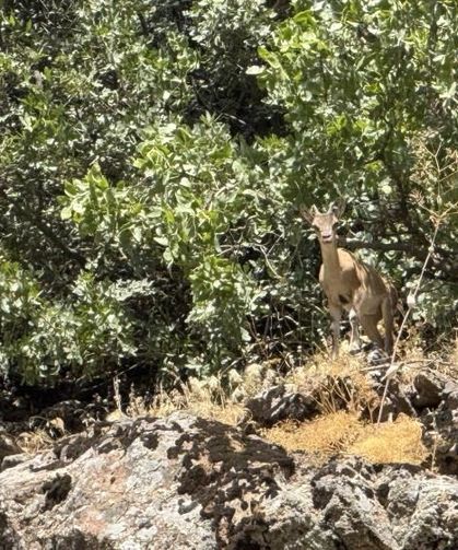 Şırnak'ta dağ keçileri yola indi