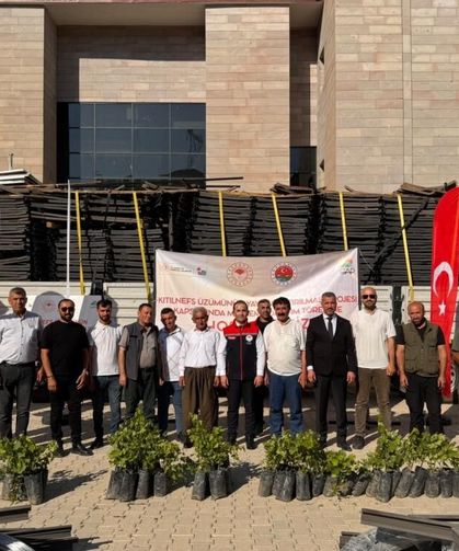 Şırnak'ta endemik Kıtılnefs üzümünün üretim alanı büyüyor