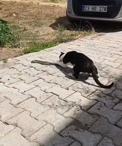 Sokak ortasında kedi-yılan kavgası