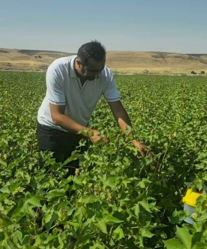 Cizre'de pamuk rekoltesini korumak için feromon tuzakları kullanılıyor