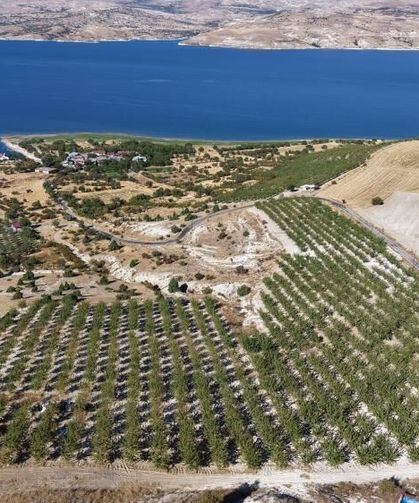 Elazığ'da 9 yıllık emeğin karşılığı: Ticari değeri yüksek bademler toplanıyor