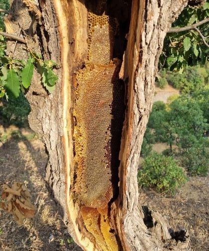 Elazığ'da ağacın gövdesinden kilolarca bal çıktı