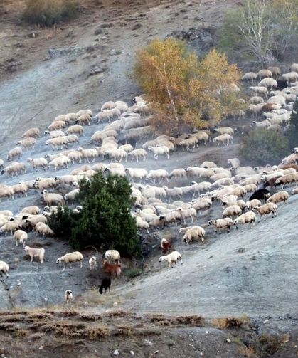 Munzur yaylalarında dönüş zamanı: Göçerler sürüleriyle yola çıktı