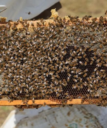 Muş'ta bal bereketi: 290 bin kovandan yaklaşık 700 ton bal çıktı