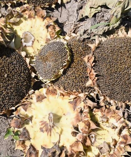 Tarlalar sarıya büründü! Çerezlik ayçiçeğinde hasat başladı