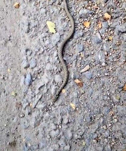 Yılanlar bu kez çarşı ve mahallelerde ortaya çıktı: Kameraya yansıdı
