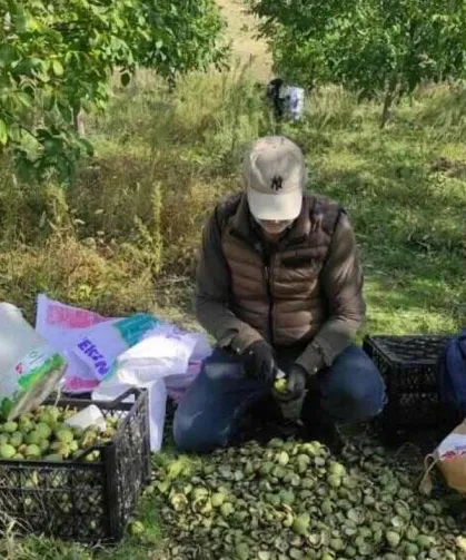 Sonbahar Renkleriyle Birlikte Ceviz Mesaisi de Başladı
