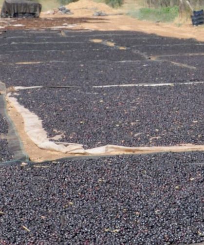 Antep karası üzümü kış sofraları için hazırlanıyor: 3 bin ton bekleniyor