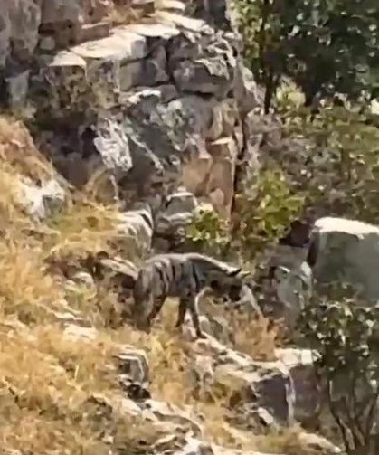 Batman'da nadir görülen çizgili sırtlan kameraya yansıdı