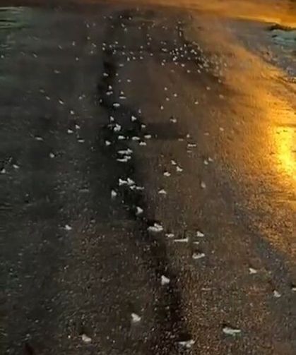 Bingöl'de şaşırtan manzara: Yüzlerce kurbağa aynı anda yola çıktı