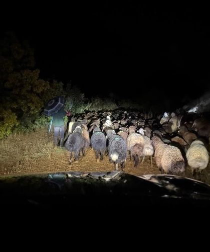 Dağlık alanda mahsur kalan çoban ve 200 küçükbaş hayvan kurtarıldı