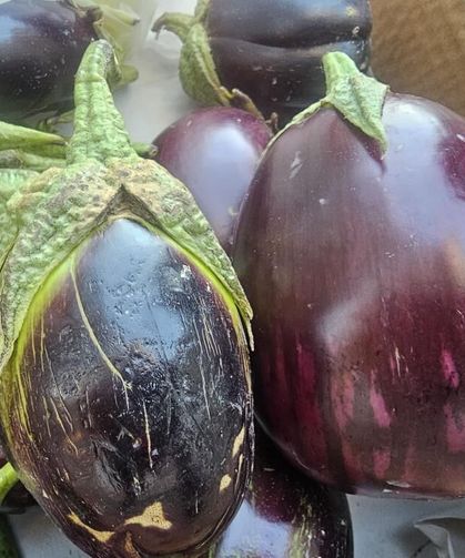Elazığ'da kış hazırlığı başladı! Tombul patlıcanlar tezgahlarda